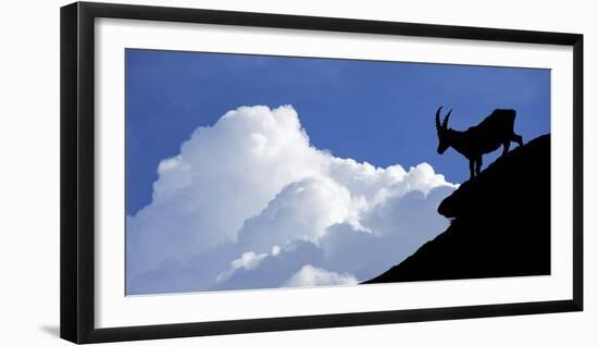 Silhouette of Alpine Ibex (Capra Ibex) Against Thunderstorm Clouds-Philippe Clement-Framed Photographic Print