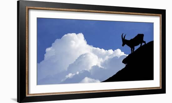 Silhouette of Alpine Ibex (Capra Ibex) Against Thunderstorm Clouds-Philippe Clement-Framed Photographic Print