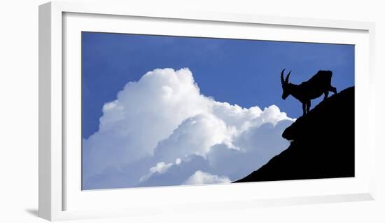 Silhouette of Alpine Ibex (Capra Ibex) Against Thunderstorm Clouds-Philippe Clement-Framed Photographic Print