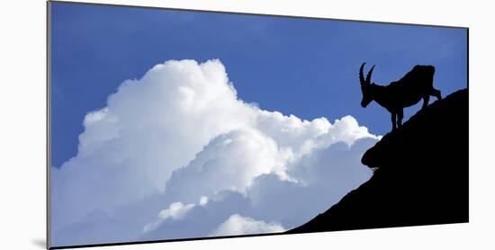 Silhouette of Alpine Ibex (Capra Ibex) Against Thunderstorm Clouds-Philippe Clement-Mounted Photographic Print