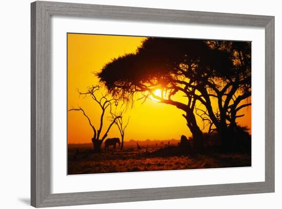 Silhouette of an African Elephant at Sunrise-Paul Souders-Framed Photographic Print