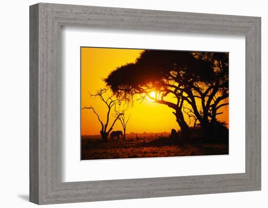 Silhouette of an African Elephant at Sunrise-Paul Souders-Framed Photographic Print