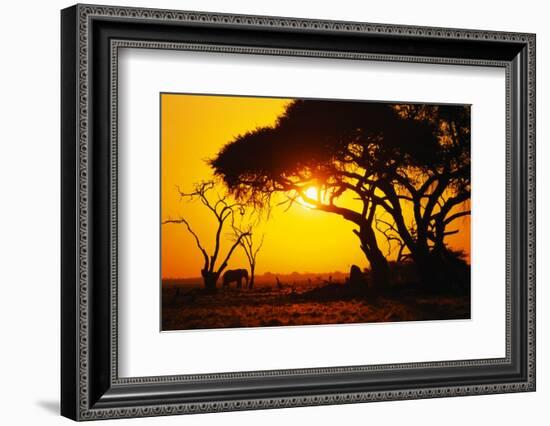 Silhouette of an African Elephant at Sunrise-Paul Souders-Framed Photographic Print