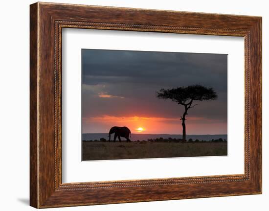 Silhouette of an African elephants walking at sunset. Masai Mara National Reserve, Kenya, Africa.-Sergio Pitamitz-Framed Photographic Print