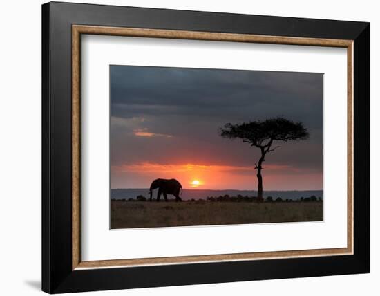 Silhouette of an African elephants walking at sunset. Masai Mara National Reserve, Kenya, Africa.-Sergio Pitamitz-Framed Photographic Print