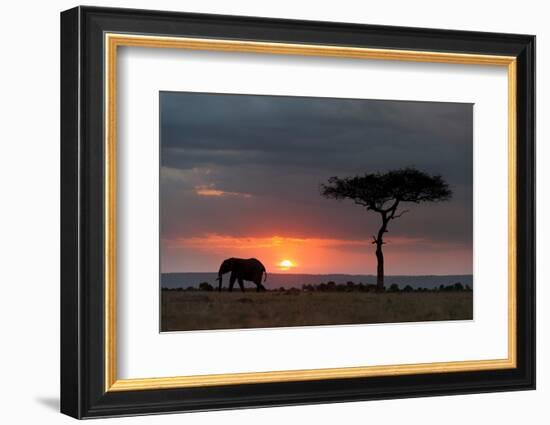 Silhouette of an African elephants walking at sunset. Masai Mara National Reserve, Kenya, Africa.-Sergio Pitamitz-Framed Photographic Print