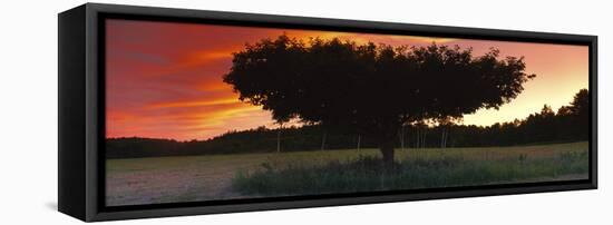 Silhouette of Apple tree at sunset, Bath, Sagadahoc County, Maine, USA-Panoramic Images-Framed Premier Image Canvas
