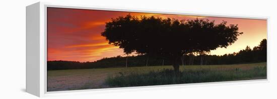 Silhouette of Apple tree at sunset, Bath, Sagadahoc County, Maine, USA-Panoramic Images-Framed Premier Image Canvas