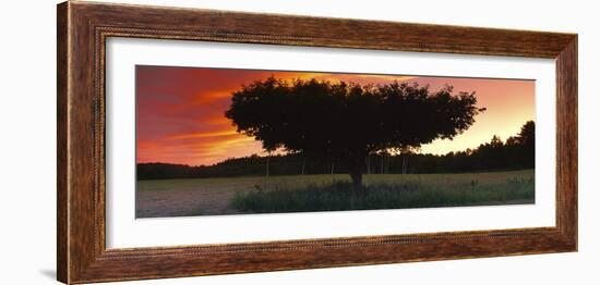 Silhouette of Apple tree at sunset, Bath, Sagadahoc County, Maine, USA-Panoramic Images-Framed Photographic Print