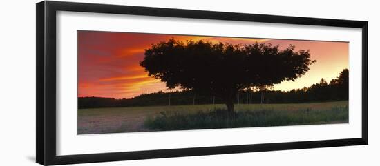 Silhouette of Apple tree at sunset, Bath, Sagadahoc County, Maine, USA-Panoramic Images-Framed Photographic Print