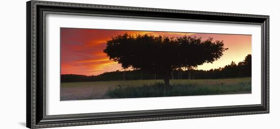 Silhouette of Apple tree at sunset, Bath, Sagadahoc County, Maine, USA-Panoramic Images-Framed Photographic Print