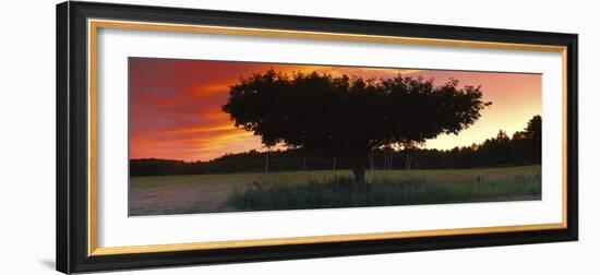 Silhouette of Apple tree at sunset, Bath, Sagadahoc County, Maine, USA-Panoramic Images-Framed Photographic Print