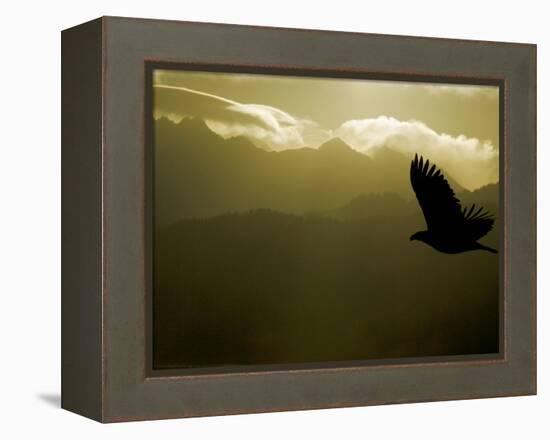 Silhouette of Bald Eagle Flying Against Mountains and Sky, Homer, Alaska, USA-Arthur Morris-Framed Premier Image Canvas