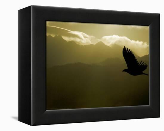 Silhouette of Bald Eagle Flying Against Mountains and Sky, Homer, Alaska, USA-Arthur Morris-Framed Premier Image Canvas