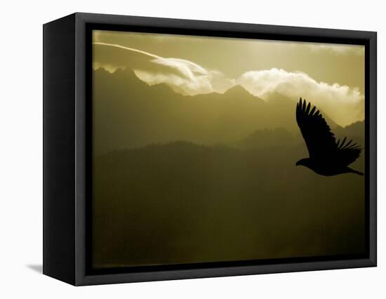 Silhouette of Bald Eagle Flying Against Mountains and Sky, Homer, Alaska, USA-Arthur Morris-Framed Premier Image Canvas