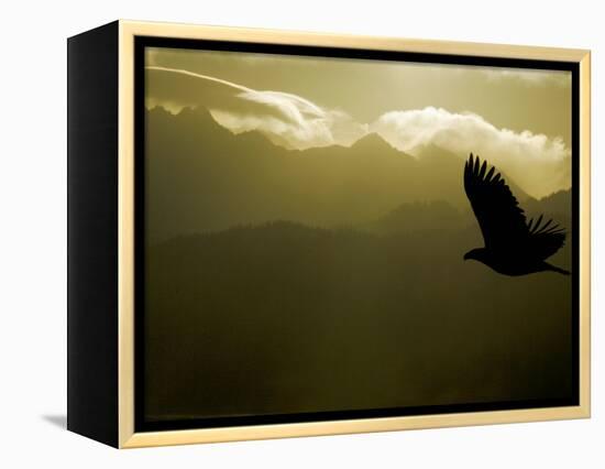 Silhouette of Bald Eagle Flying Against Mountains and Sky, Homer, Alaska, USA-Arthur Morris-Framed Premier Image Canvas