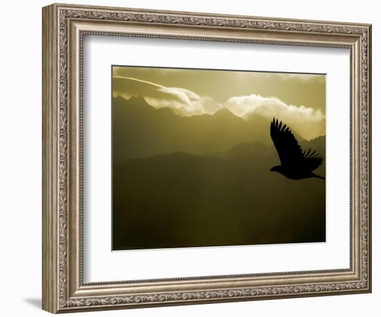 Silhouette of Bald Eagle Flying Against Mountains and Sky, Homer, Alaska, USA-Arthur Morris-Framed Photographic Print