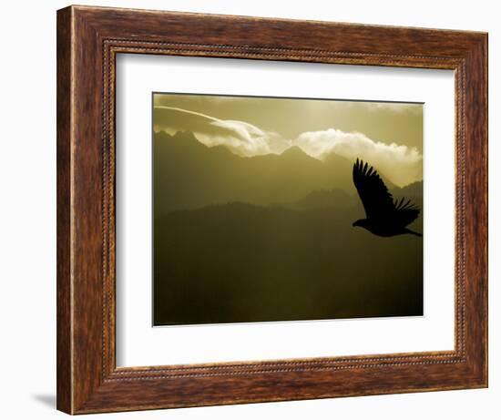 Silhouette of Bald Eagle Flying Against Mountains and Sky, Homer, Alaska, USA-Arthur Morris-Framed Photographic Print