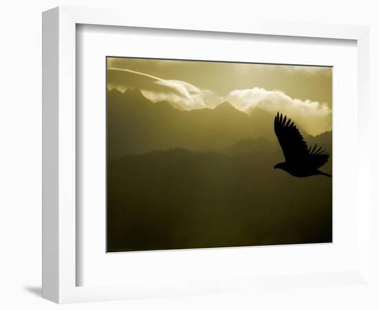 Silhouette of Bald Eagle Flying Against Mountains and Sky, Homer, Alaska, USA-Arthur Morris-Framed Photographic Print