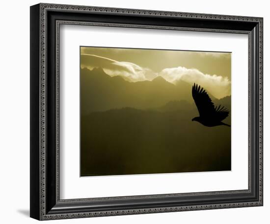 Silhouette of Bald Eagle Flying Against Mountains and Sky, Homer, Alaska, USA-Arthur Morris-Framed Photographic Print