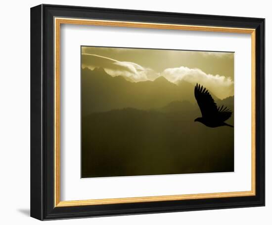 Silhouette of Bald Eagle Flying Against Mountains and Sky, Homer, Alaska, USA-Arthur Morris-Framed Photographic Print
