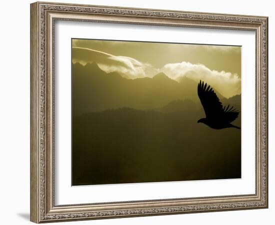 Silhouette of Bald Eagle Flying Against Mountains and Sky, Homer, Alaska, USA-Arthur Morris-Framed Photographic Print