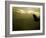 Silhouette of Bald Eagle Flying Against Mountains and Sky, Homer, Alaska, USA-Arthur Morris-Framed Photographic Print