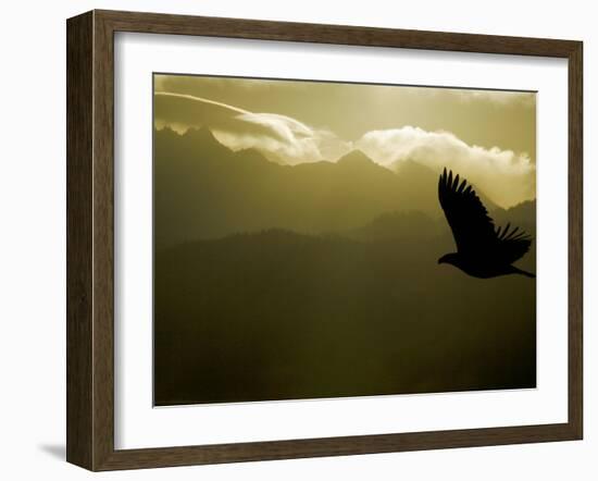 Silhouette of Bald Eagle Flying Against Mountains and Sky, Homer, Alaska, USA-Arthur Morris-Framed Photographic Print