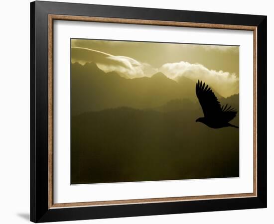 Silhouette of Bald Eagle Flying Against Mountains and Sky, Homer, Alaska, USA-Arthur Morris-Framed Photographic Print