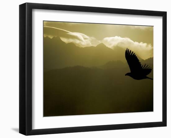 Silhouette of Bald Eagle Flying Against Mountains and Sky, Homer, Alaska, USA-Arthur Morris-Framed Photographic Print