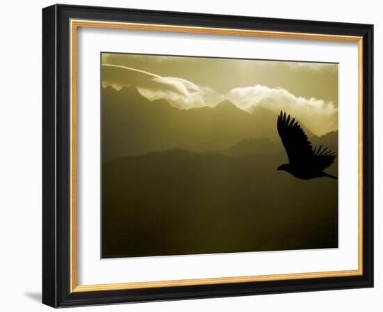 Silhouette of Bald Eagle Flying Against Mountains and Sky, Homer, Alaska, USA-Arthur Morris-Framed Photographic Print