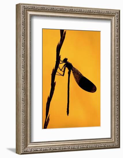 Silhouette of Banded demoiselle, Cornwall, UK-Ross Hoddinott-Framed Photographic Print