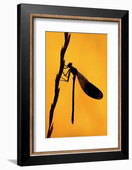 Silhouette of Banded demoiselle, Cornwall, UK-Ross Hoddinott-Framed Photographic Print