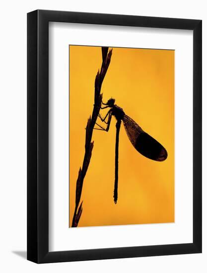 Silhouette of Banded demoiselle, Cornwall, UK-Ross Hoddinott-Framed Photographic Print