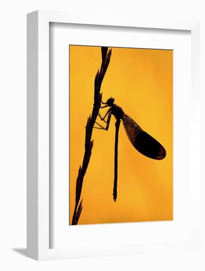 Silhouette of Banded demoiselle, Cornwall, UK-Ross Hoddinott-Framed Photographic Print