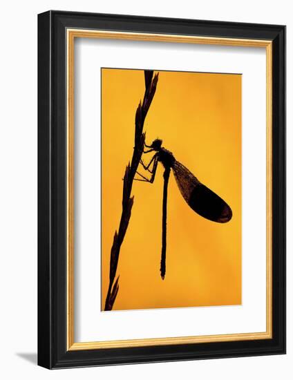 Silhouette of Banded demoiselle, Cornwall, UK-Ross Hoddinott-Framed Photographic Print