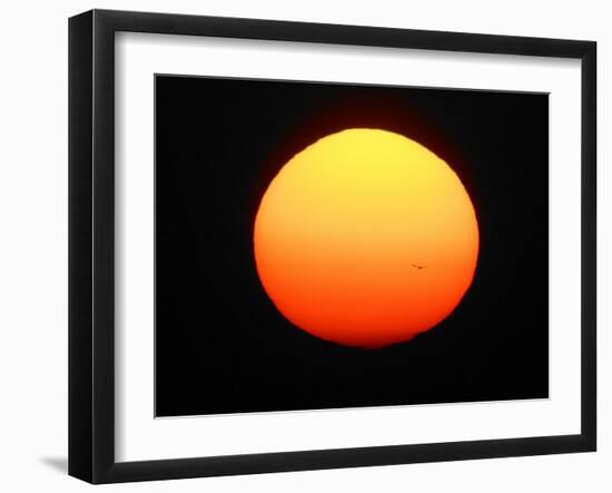 Silhouette of Bird Flying in Front of Sun Globe, Ft. Myers, Florida, USA-Arthur Morris-Framed Photographic Print