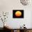 Silhouette of Bird Flying in Front of Sun Globe, Ft. Myers, Florida, USA-Arthur Morris-Photographic Print displayed on a wall