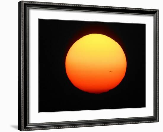 Silhouette of Bird Flying in Front of Sun Globe, Ft. Myers, Florida, USA-Arthur Morris-Framed Photographic Print