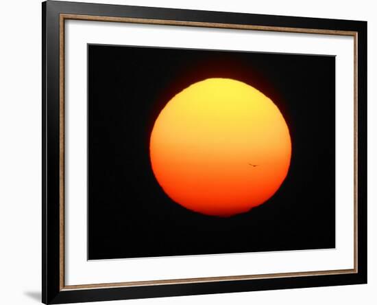 Silhouette of Bird Flying in Front of Sun Globe, Ft. Myers, Florida, USA-Arthur Morris-Framed Photographic Print