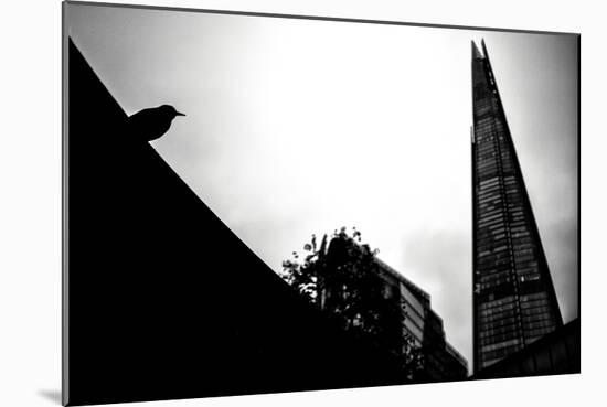 Silhouette of Bird-Rory Garforth-Mounted Photographic Print