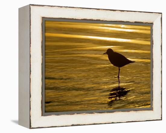 Silhouette of Black-Bellied Plover on One Leg in Beach Water, La Jolla Shores, California, USA-Arthur Morris-Framed Premier Image Canvas