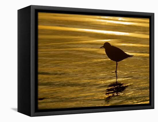 Silhouette of Black-Bellied Plover on One Leg in Beach Water, La Jolla Shores, California, USA-Arthur Morris-Framed Premier Image Canvas