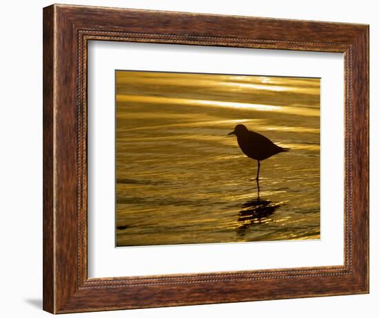 Silhouette of Black-Bellied Plover on One Leg in Beach Water, La Jolla Shores, California, USA-Arthur Morris-Framed Photographic Print