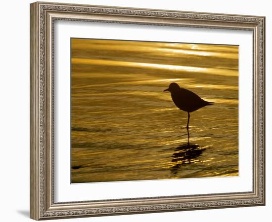 Silhouette of Black-Bellied Plover on One Leg in Beach Water, La Jolla Shores, California, USA-Arthur Morris-Framed Photographic Print