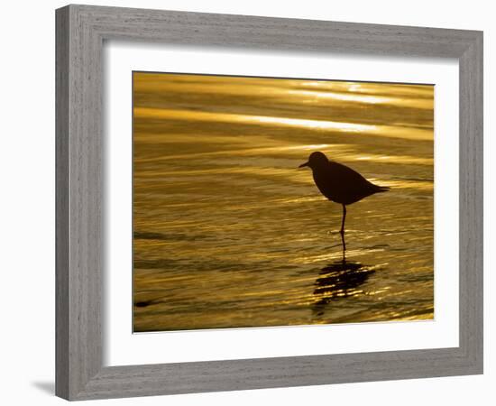 Silhouette of Black-Bellied Plover on One Leg in Beach Water, La Jolla Shores, California, USA-Arthur Morris-Framed Photographic Print