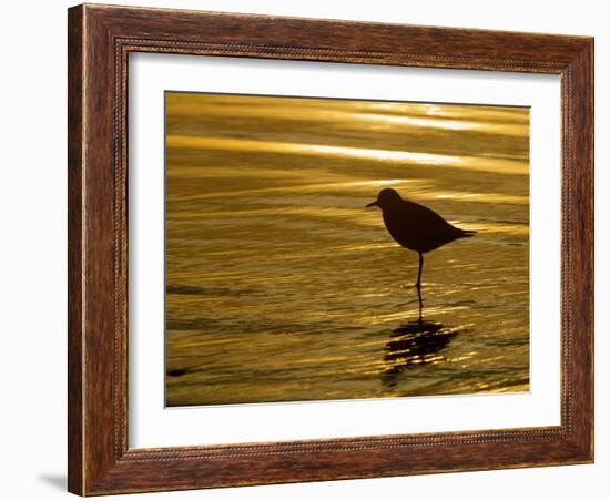 Silhouette of Black-Bellied Plover on One Leg in Beach Water, La Jolla Shores, California, USA-Arthur Morris-Framed Photographic Print