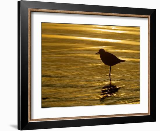 Silhouette of Black-Bellied Plover on One Leg in Beach Water, La Jolla Shores, California, USA-Arthur Morris-Framed Photographic Print