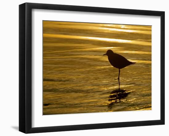 Silhouette of Black-Bellied Plover on One Leg in Beach Water, La Jolla Shores, California, USA-Arthur Morris-Framed Photographic Print