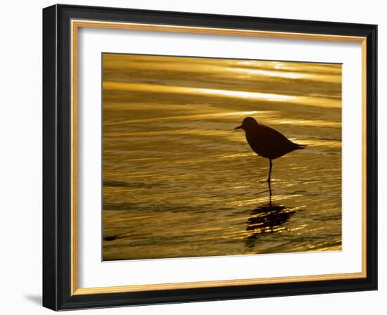 Silhouette of Black-Bellied Plover on One Leg in Beach Water, La Jolla Shores, California, USA-Arthur Morris-Framed Photographic Print